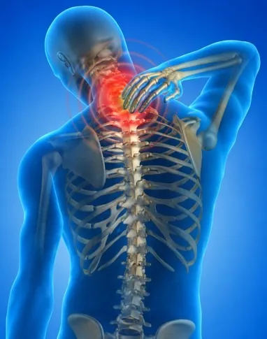 Spine